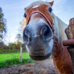 Maneggio pony Lucca